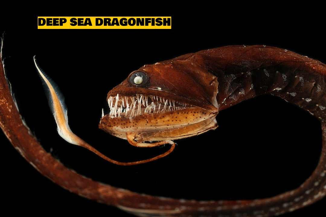Deep Sea Dragonfish