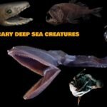 Scary Deep Sea Creatures