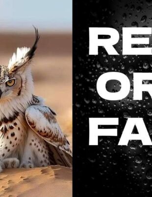lynx owl real or fake